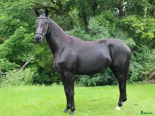 Dressyr hästar till salu: Underbart Swb sto - Annons 2