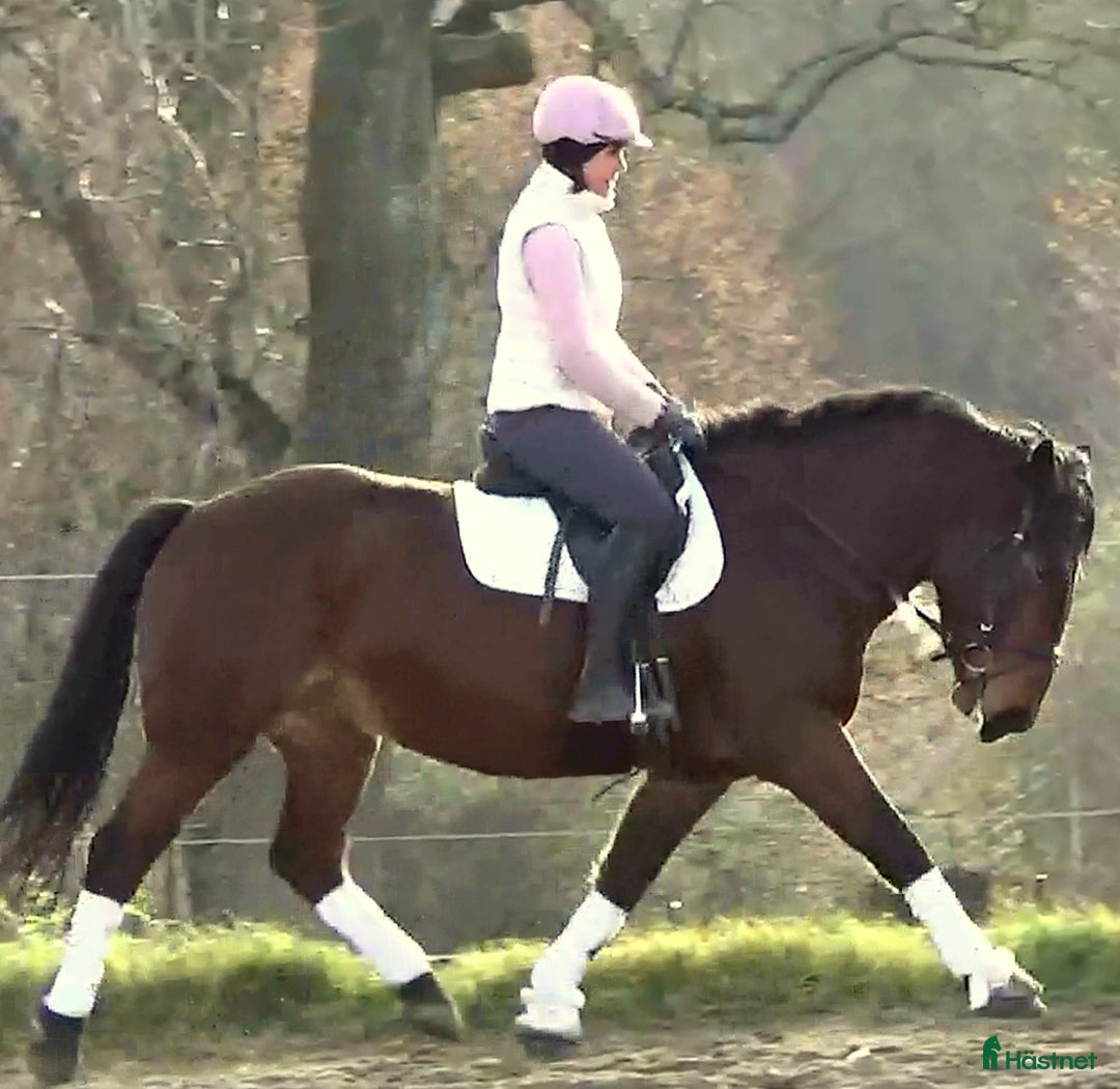 Allround hästar till salu: Gorgeous, sweet and ready for anything allrounder i Örsundsbro - Annons 10