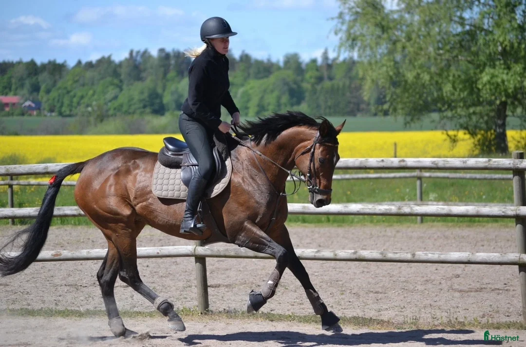Allround hästar till salu: Jätte fint Fullblodssto säljes! - Annons 1