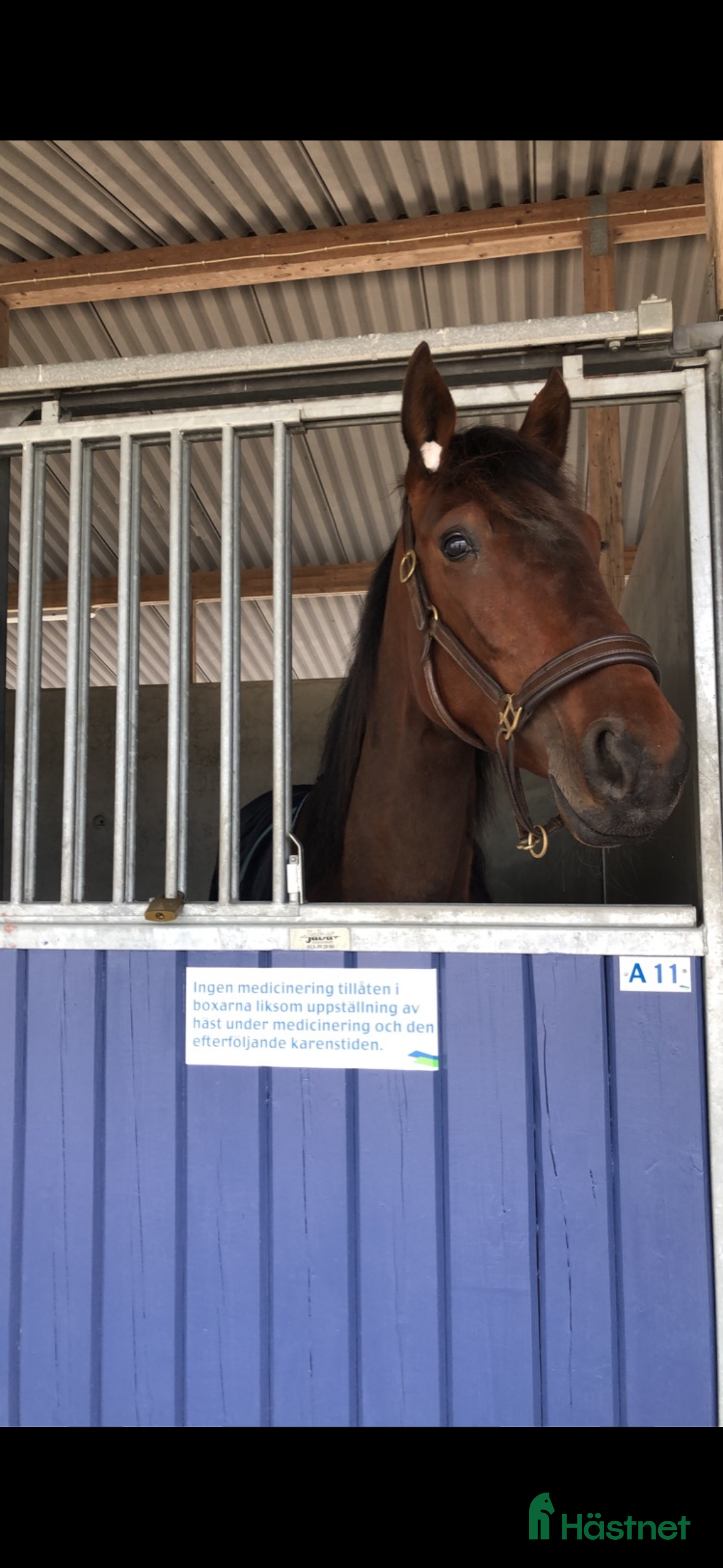  hästar Iza S i Hästveda - Annons 2