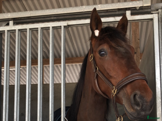 hästar Iza S i Hästveda - Annons 2