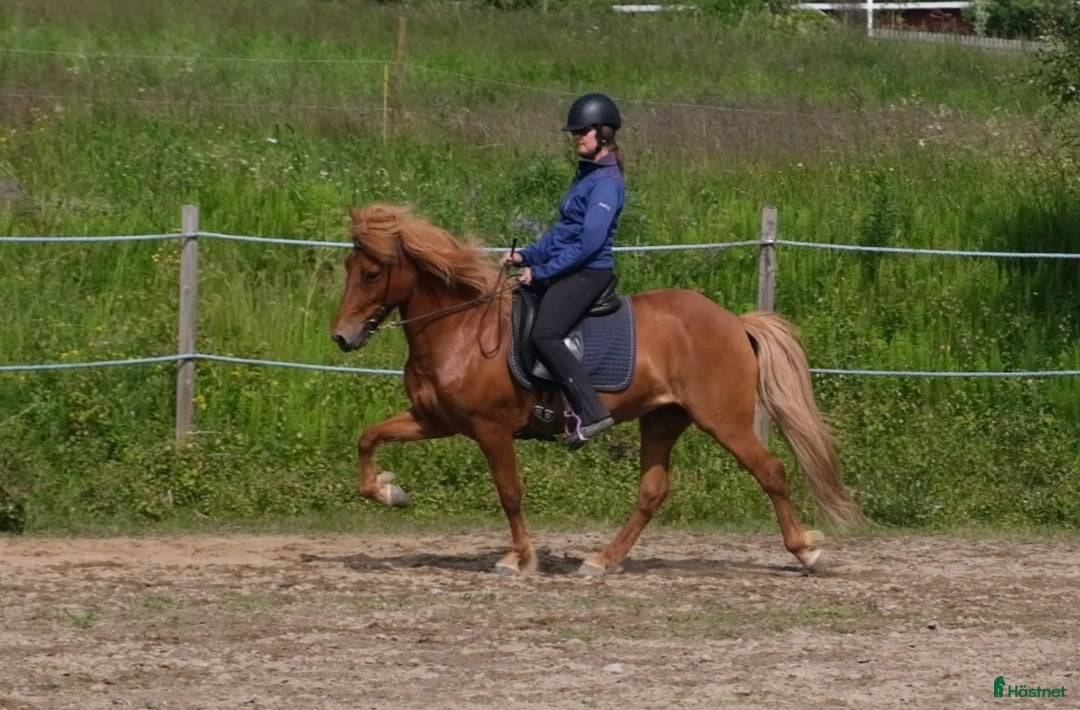 Island hästar till salu: Fantastisk rolig ridhäst med häftig tölt! i Härnösand - Annons 1