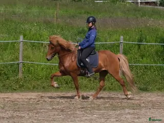 hästar Fantastisk rolig ridhäst med häftig tölt! i Härnösand - Annons 5