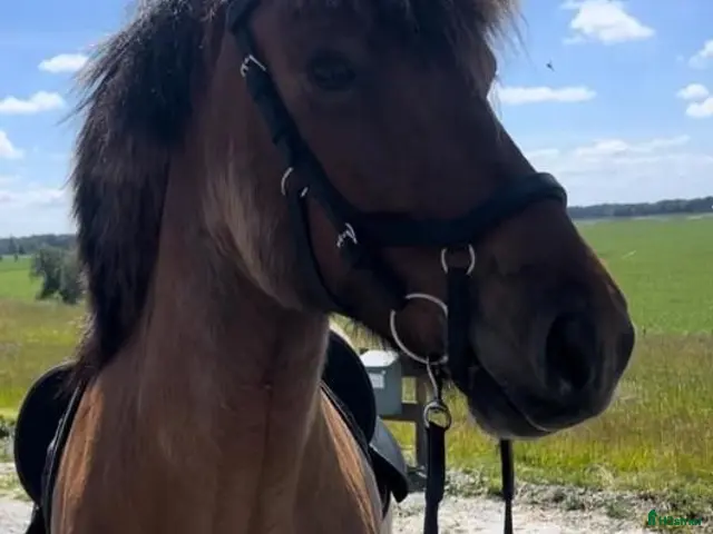 hästar till salu: Snäll, känslig och pigg femgångare - Annons 2