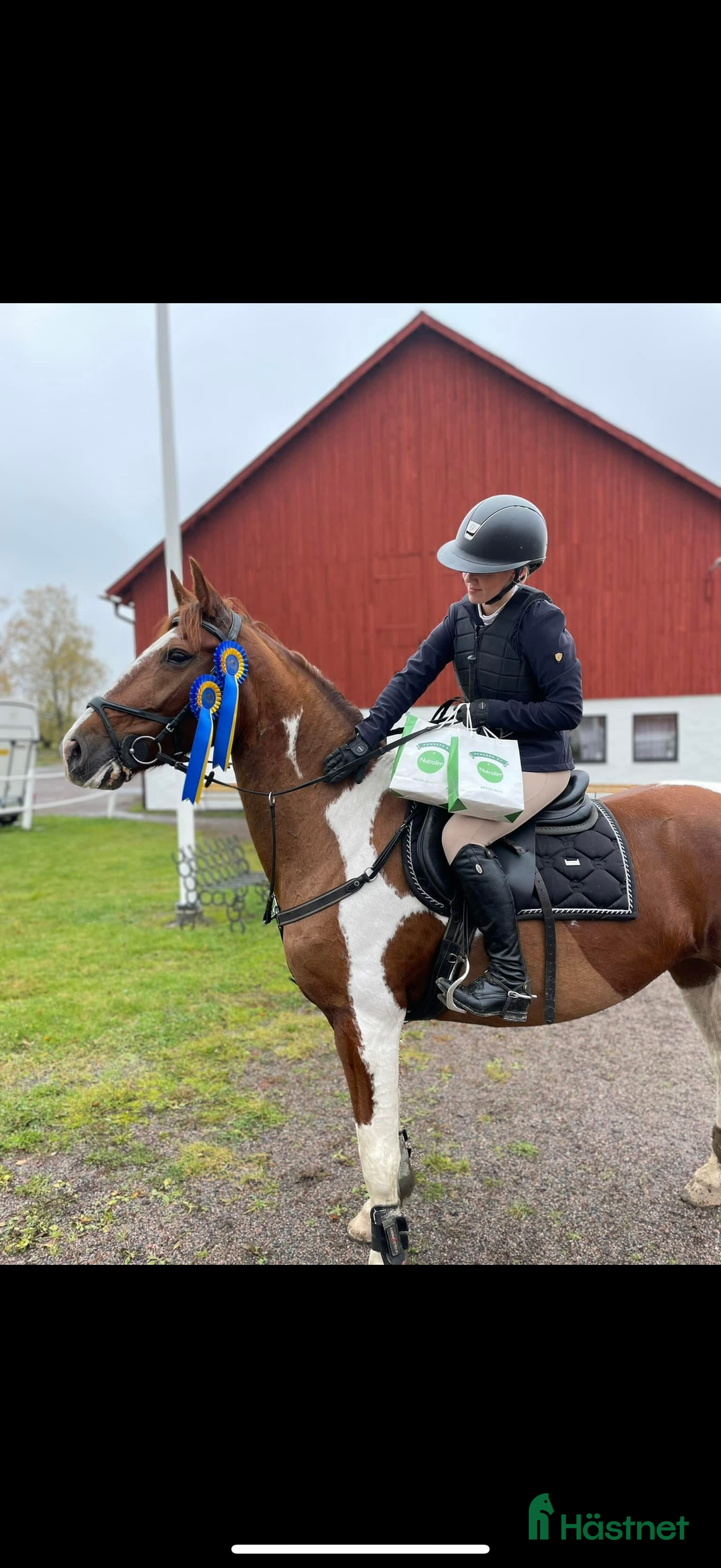 Allround hästar till salu: Din nästa bästa kompis? i Söderköping - Annons 2
