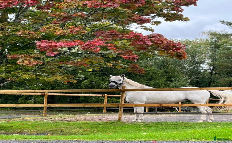  hästar i Säffle - Annons 5