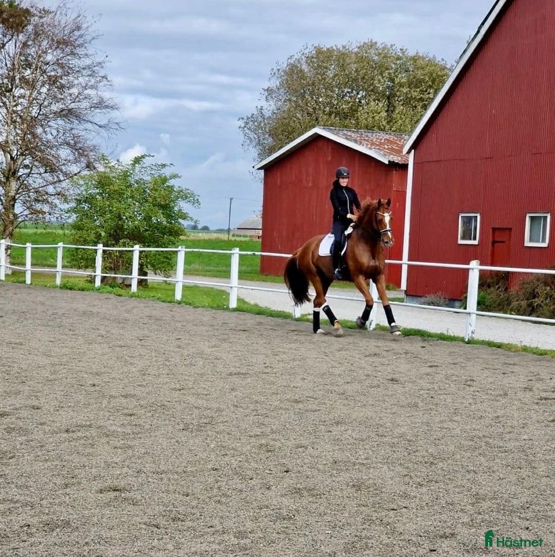 Dressyr hästar till salu: Bästa vän och tävlingskompis i Malmö - Annons 2