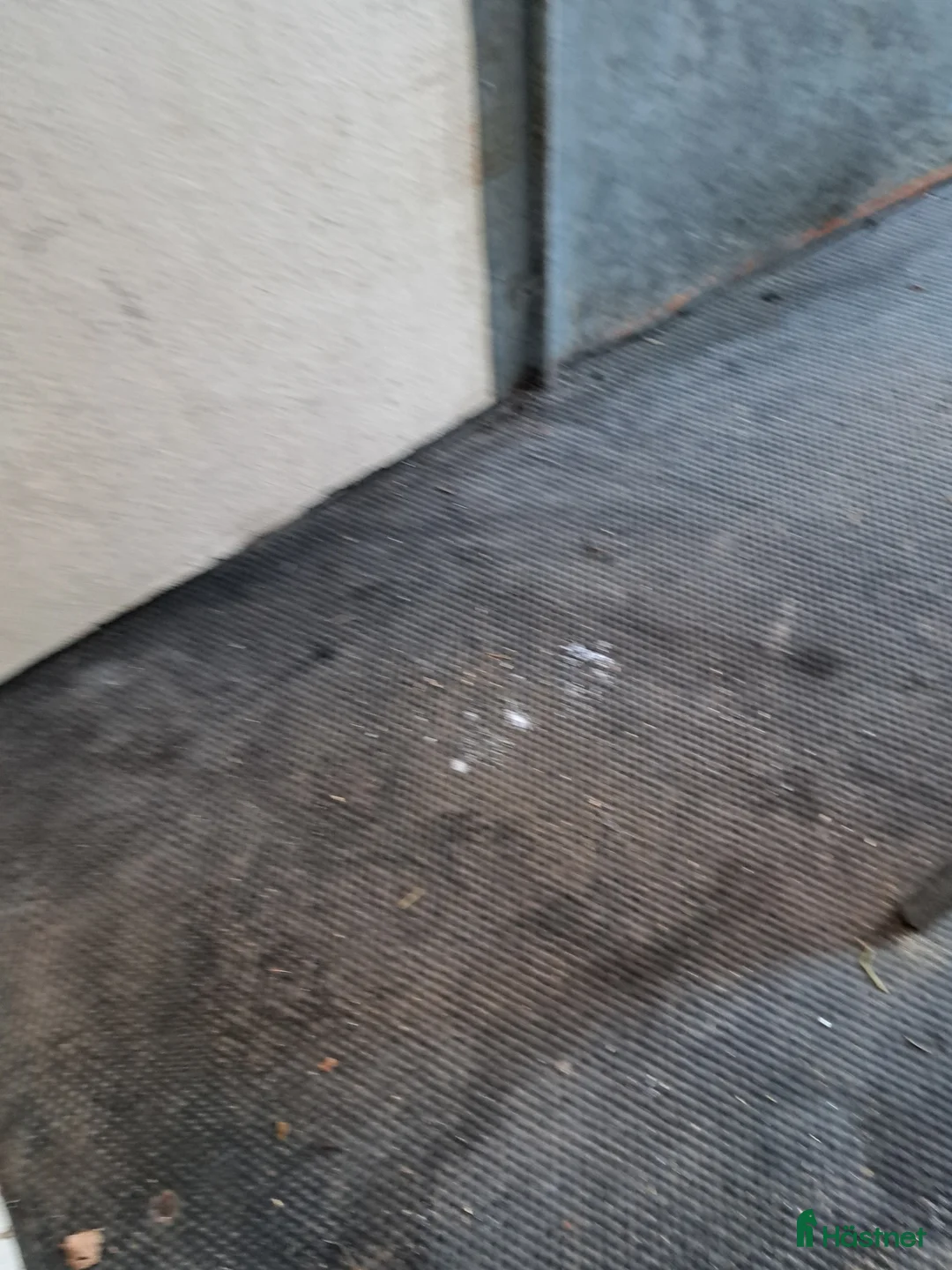 Hästtransporter  fordon & transport till salu: Star x 3000 år2005 - Annons 18