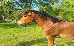 Körning hästar till salu: Mysig kille 1 årig hingst. i Moheda - Bild 4