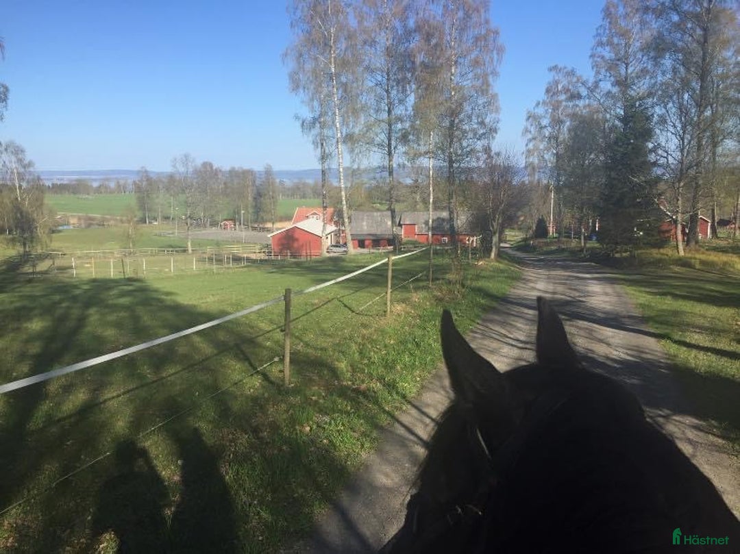  stallplats finnes: Lediga stallplatser i mysigt stall i Habo - Annons 11