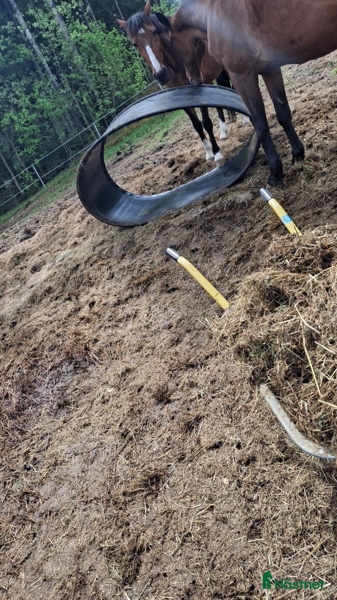  stallplats Stall plats finns - Annons 4