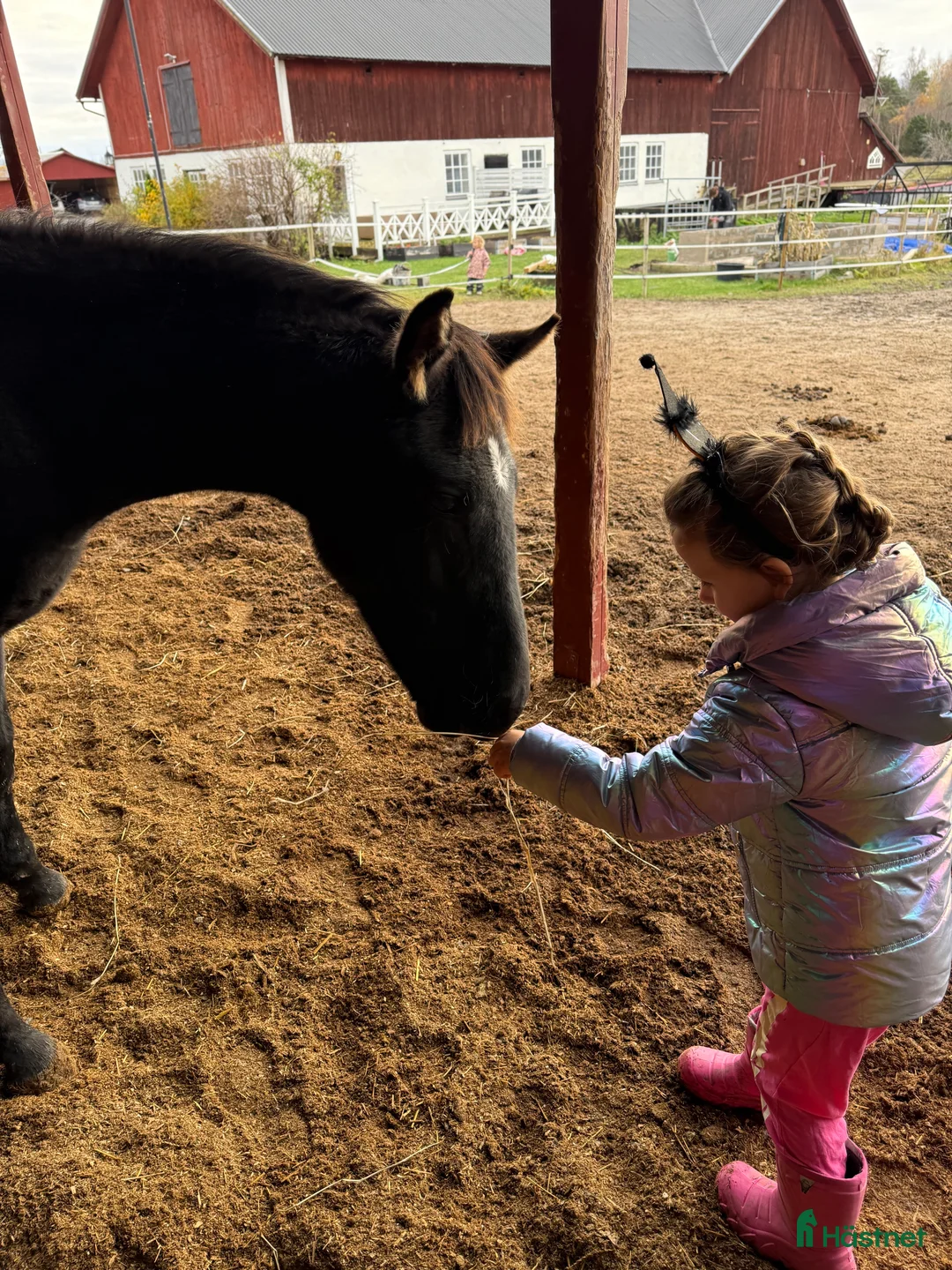 Dressyr hästar till salu: Tillfälle! Elegant skyline avkomma till bra pris - Annons 5