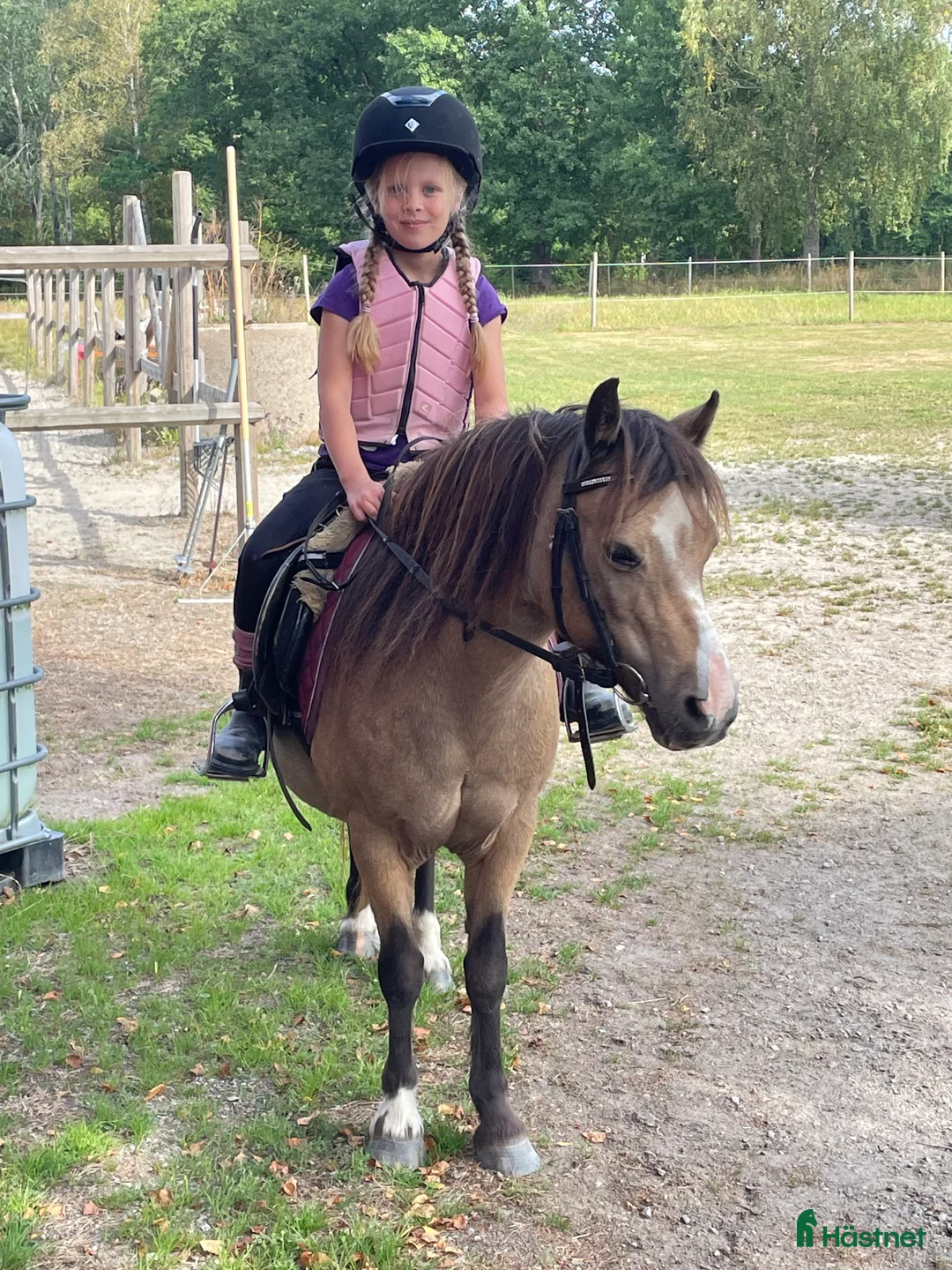 Allround hästar till salu: Underbar liten Welsh mountain  i Tyringe - Annons 1