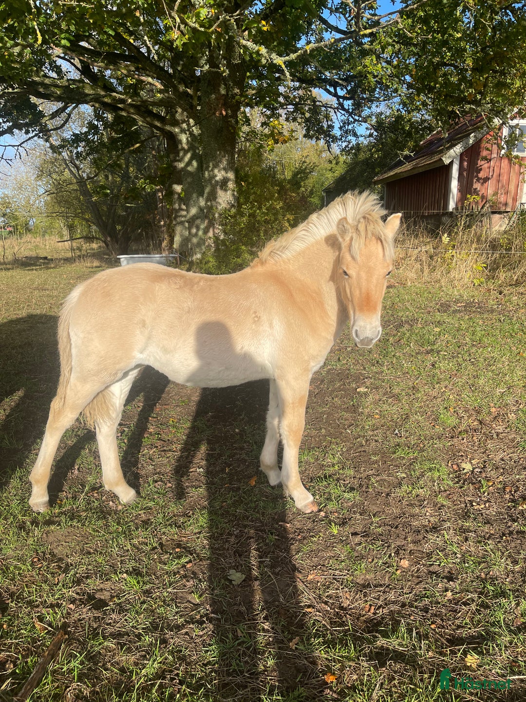 Allround hästar till salu: Rödblackt stoföl född 2 maj  i Trollhättan - Annons 1