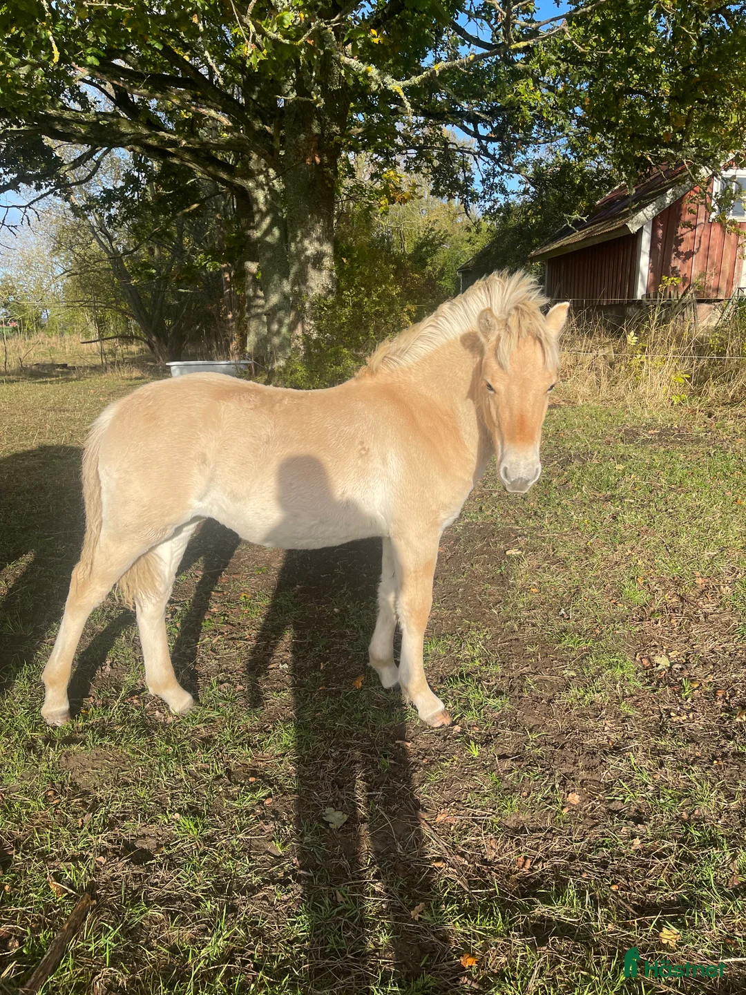 Allround hästar till salu: Rödblackt stoföl född 2 maj  i Trollhättan - Annons 1