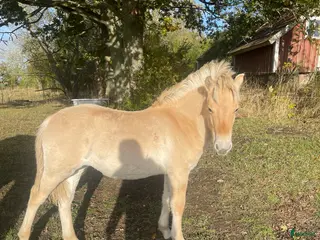 Allround hästar till salu: Rödblackt stoföl född 2 maj i Trollhättan - Annons 3