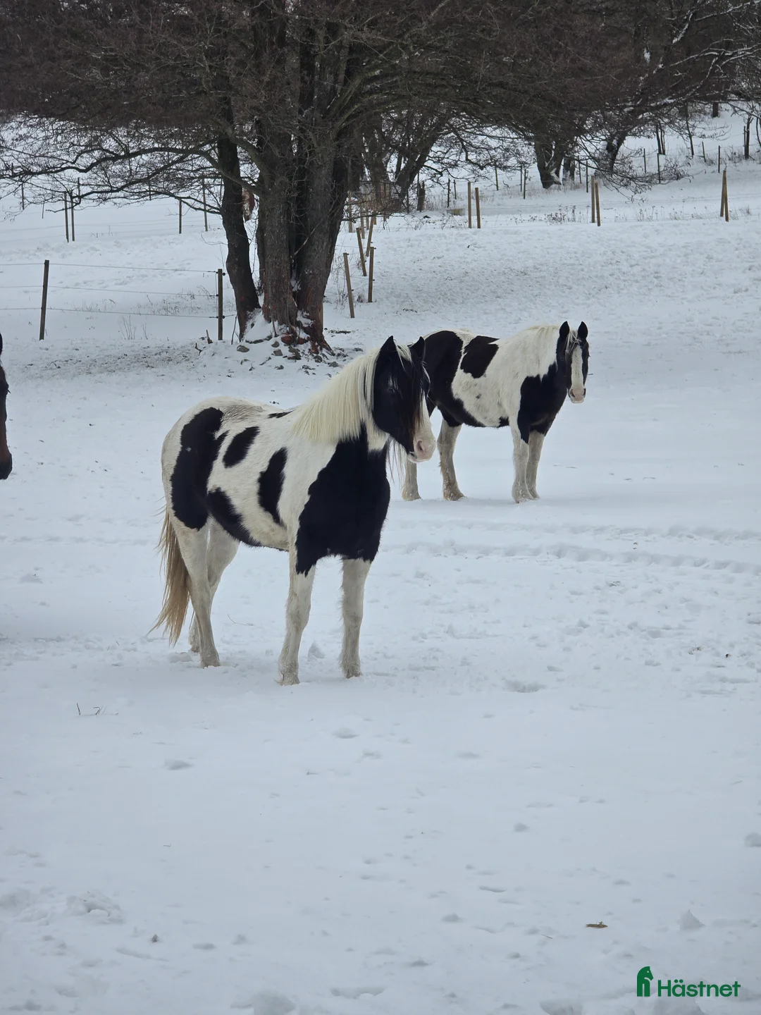 Allround hästar till salu: Charmigt sto  i Degeberga - Annons 1