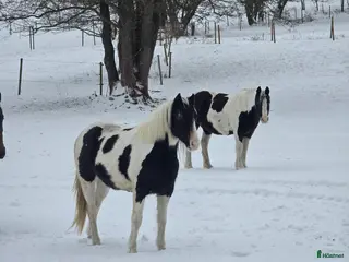 hästar Charmigt sto i Degeberga - Annons 11