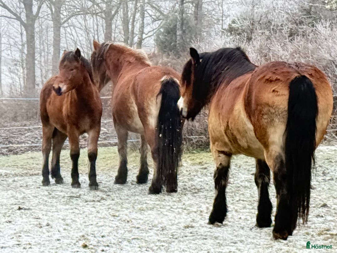 Körning hästar till salu: Dräktigt Elitsto samt Pigall 7 mån i Lilla Edet - Annons 10