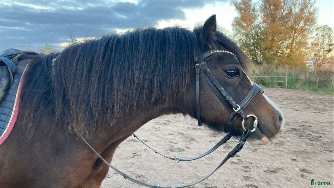 Allround hästar till salu: Snäll kille med utstrålning!  i Vallåkra - Annons 6