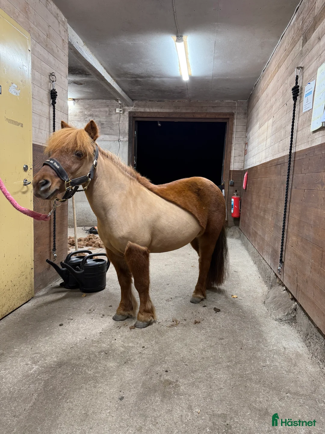  medryttarhäst finnes: Shettis söker ev medryttare 🦄 i Västerhaninge - Annons 1