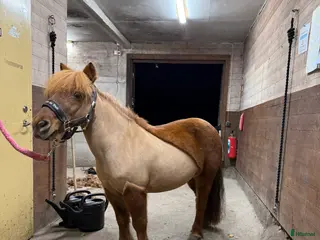 medryttarhäst finnes: Shettis söker ev medryttare 🦄 i Västerhaninge - Annons 13