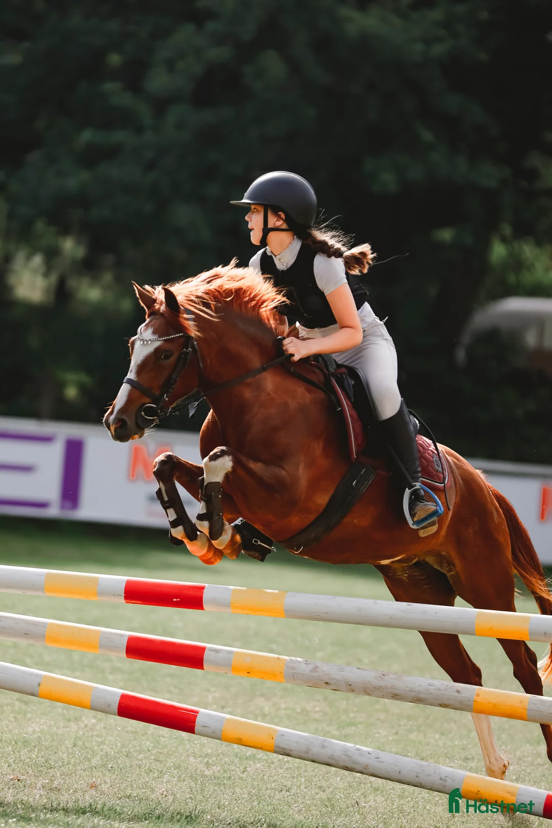 Hoppning hästar till salu: Champion pony i Stockholm - Annons 2