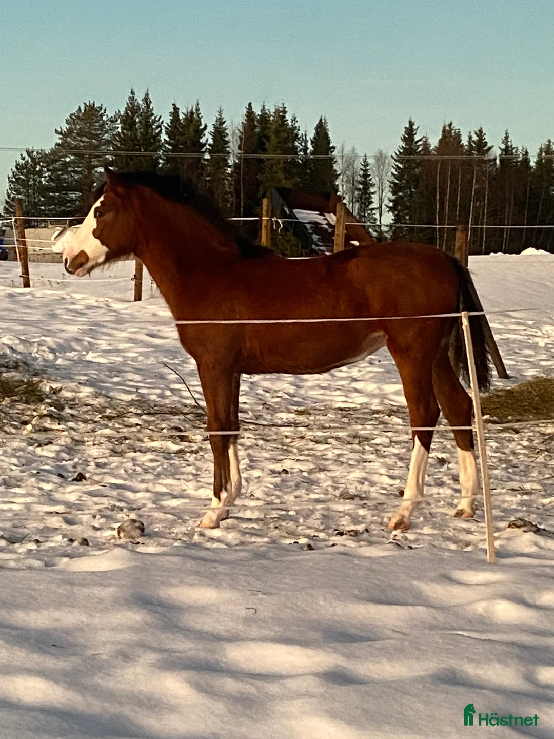 Hoppning hästar till salu: Framtids stjärna!🌟  i Karungi - Annons 4