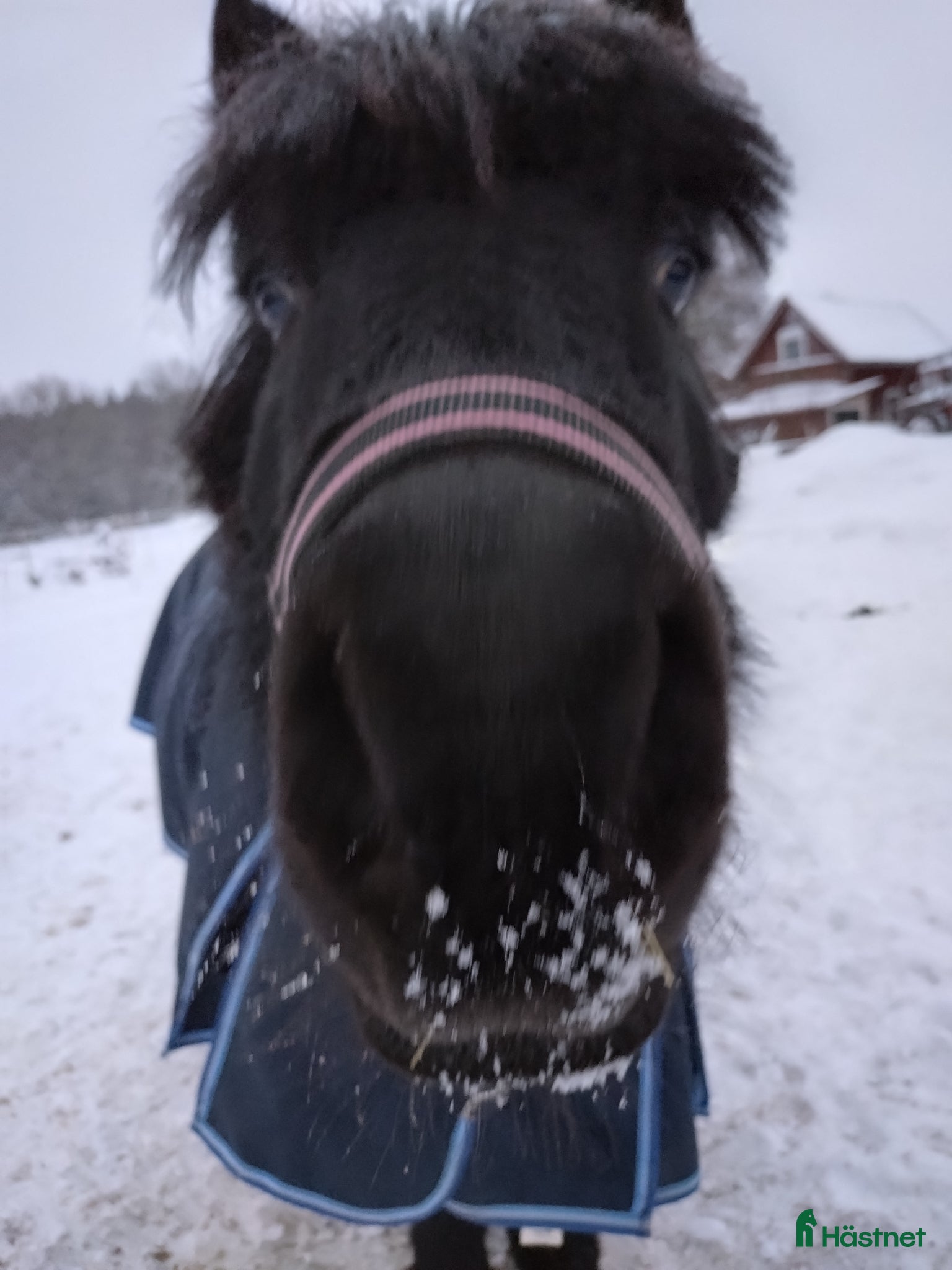  hästar Glad shettis söker ny människa - Annons 3