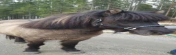 Allround hästar till salu: Gosan söker nytt hem - Annons 1