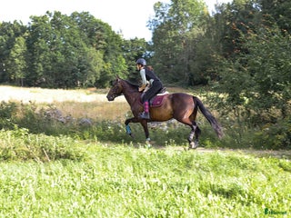 hästar Mysig varmblodskille med stort hjärta. i Karlshamn - Annons 18