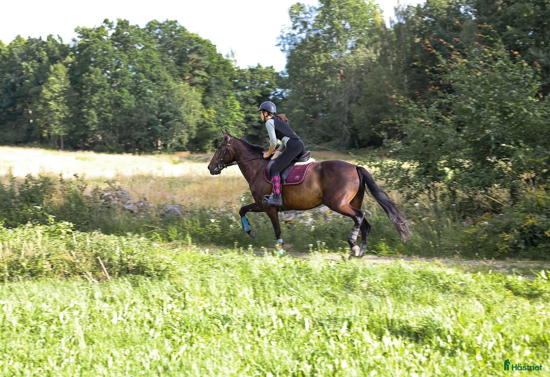 Allround hästar till salu: Mysig varmblodskille med stort hjärta. i Karlshamn - Annons 1