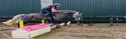 Allround hästar till salu: Stunning Irish mare  - Annons 11