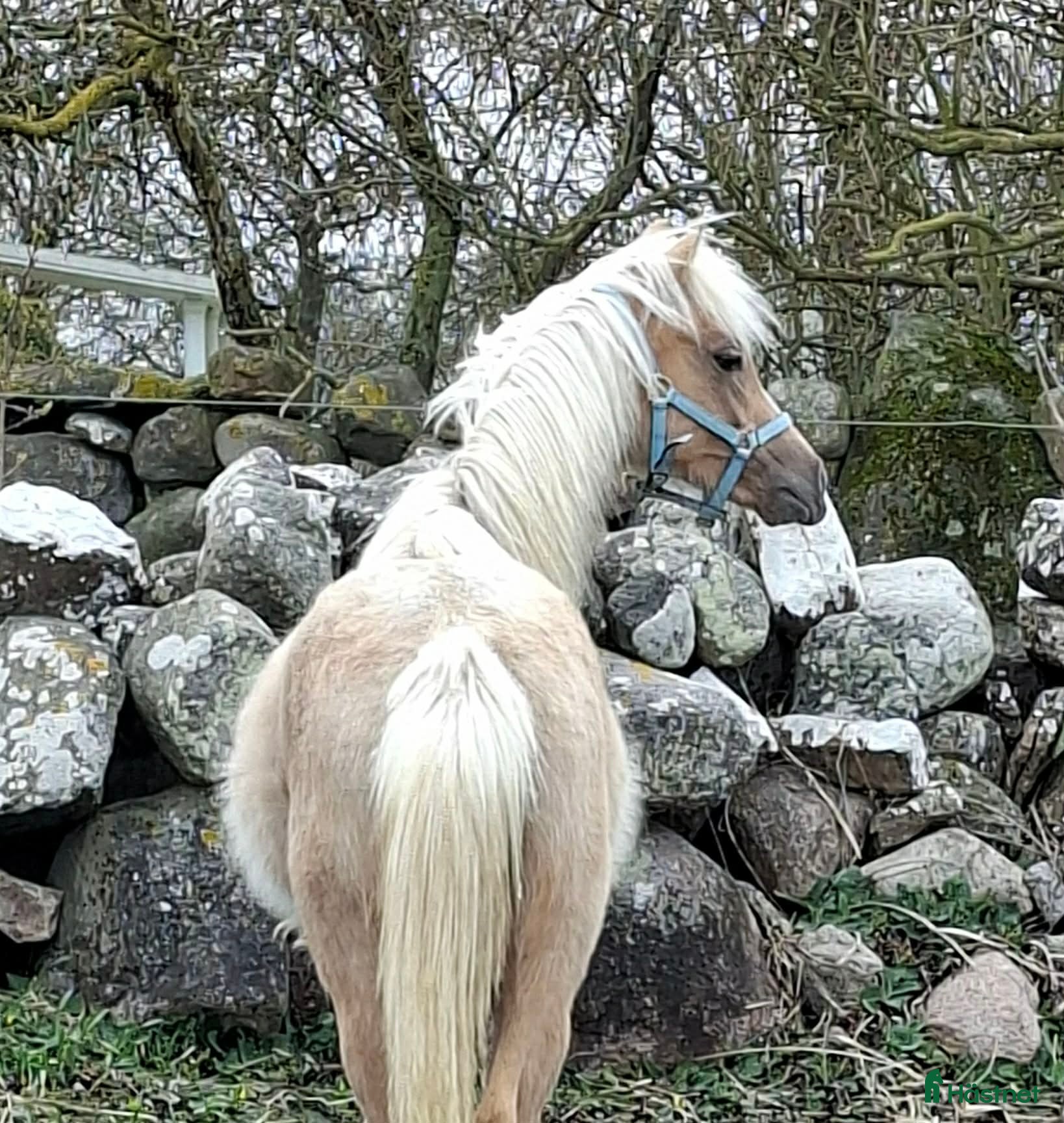  hästar Vacker Welsh - Annons 17