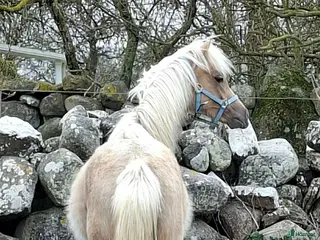 hästar Vacker Welsh - Annons 9