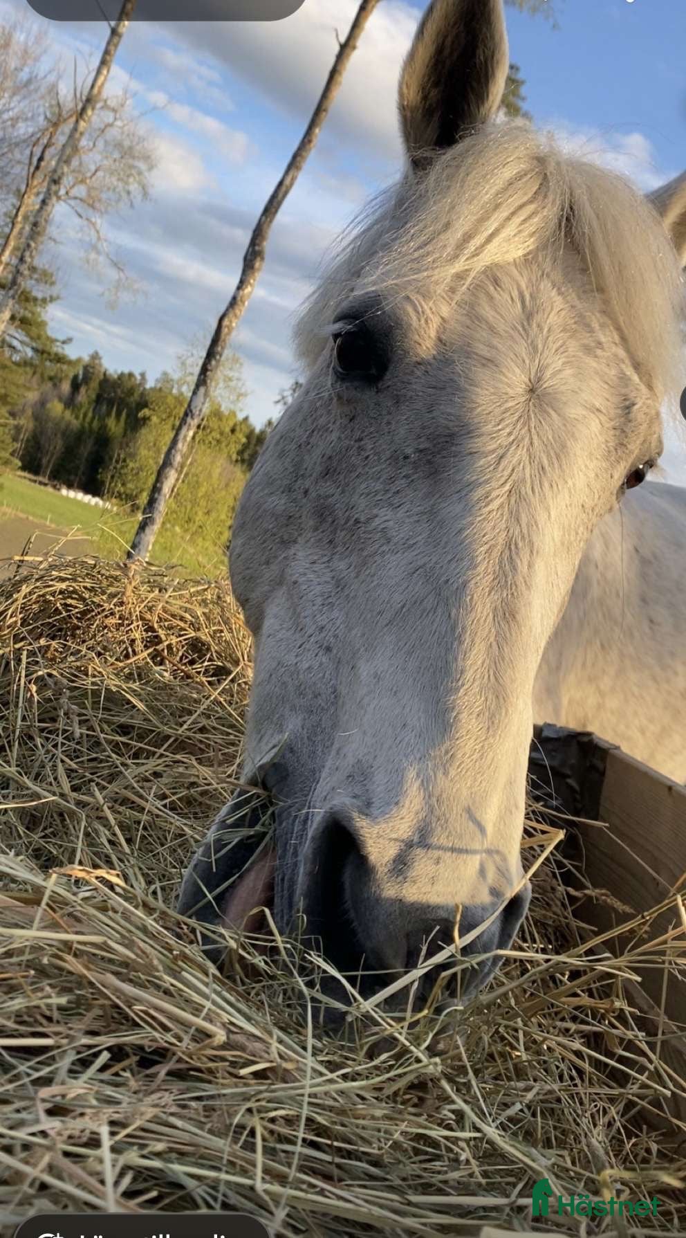  hästar Allround Connemara ponny i Järna - Annons 14