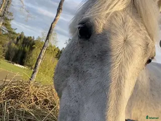 hästar Allround Connemara ponny i Järna - Annons 8