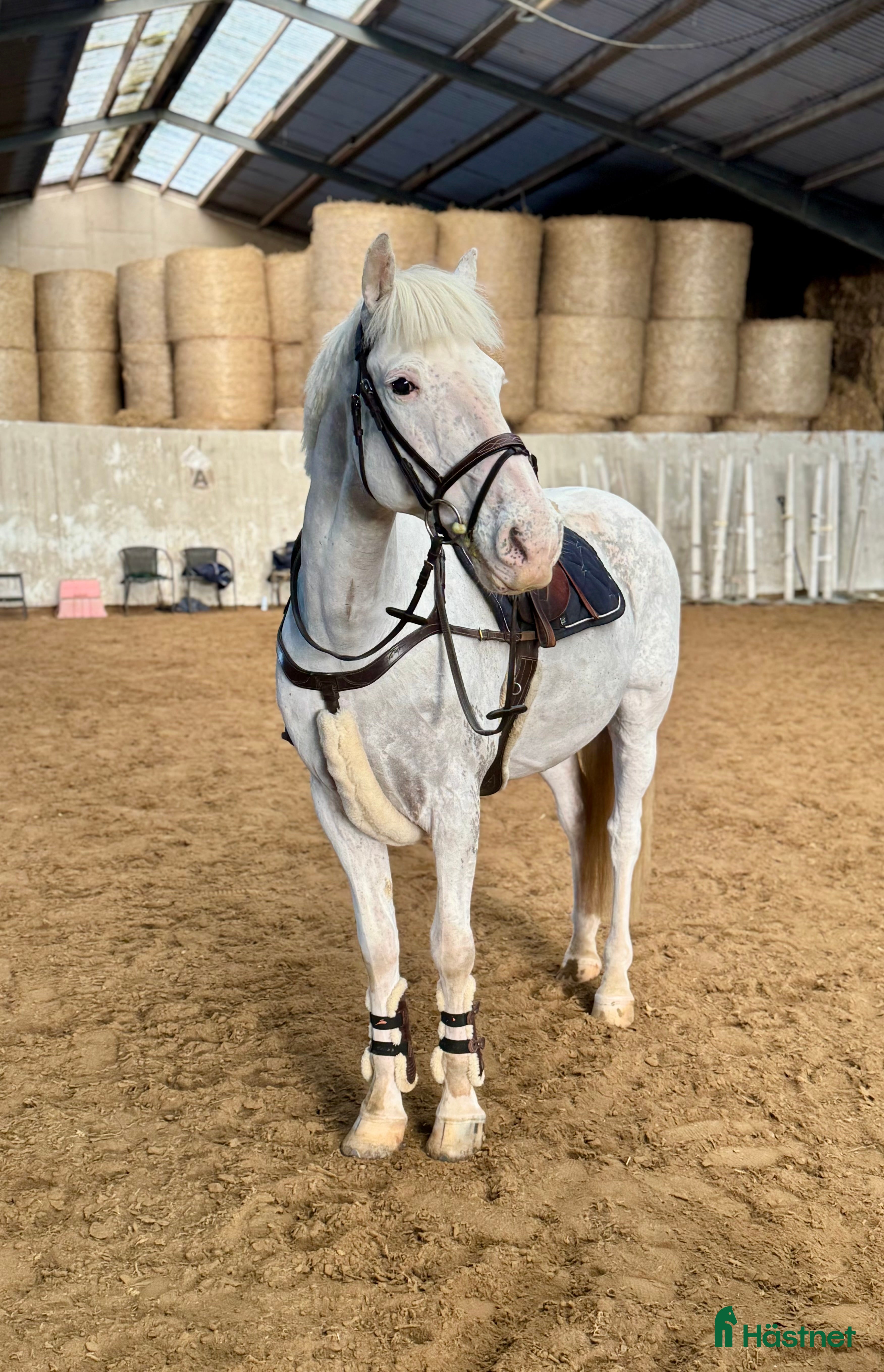  hästar FANTASTISK PONNY 🩵  i Helsingborg - Annons 17