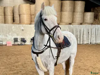 hästar FANTASTISK PONNY 🩵 i Helsingborg - Annons 17