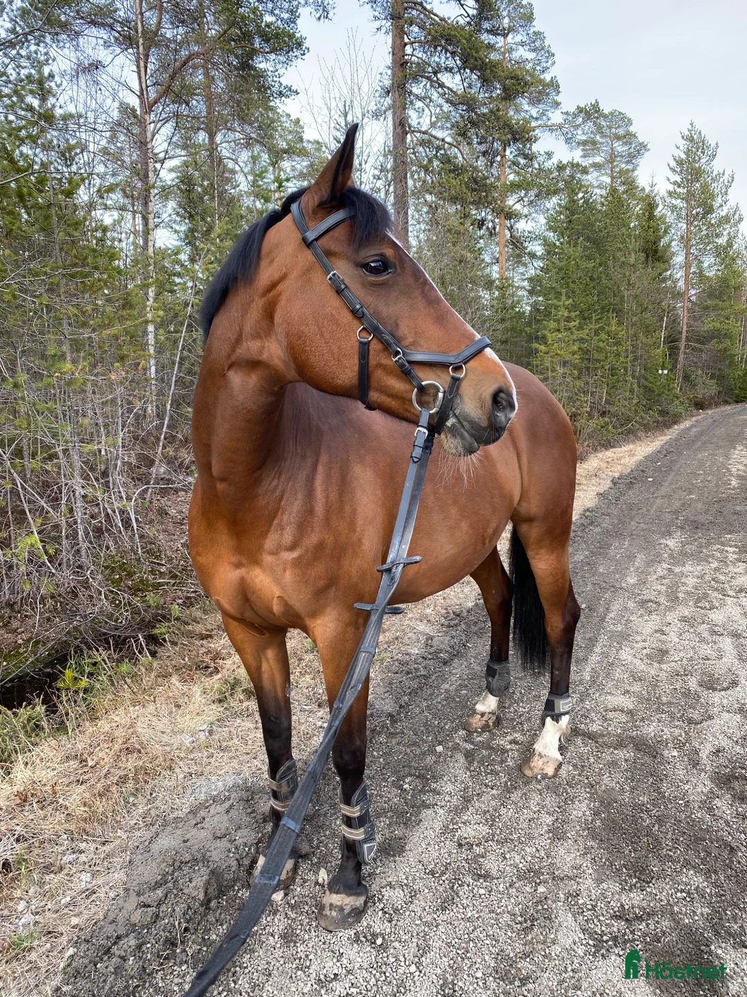 Allround hästar till salu: Fantastisk kompis - Annons 1