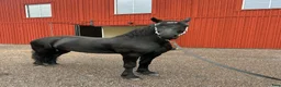 Allround hästar till salu: Superfint Friesersto med prestationshärstammning  - Annons 3