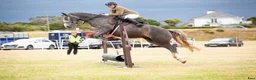 Allround hästar till salu: Beautiful Irish Cob - Annons 9