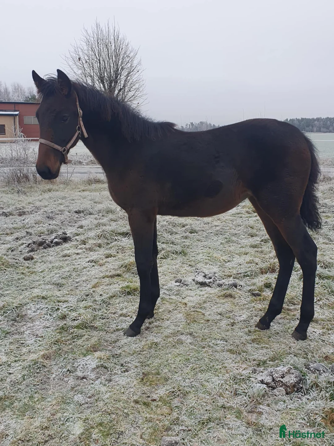 Trav hästar till salu: Sto med attityd, talang o ett möderne i ELITKLASS - Annons 2