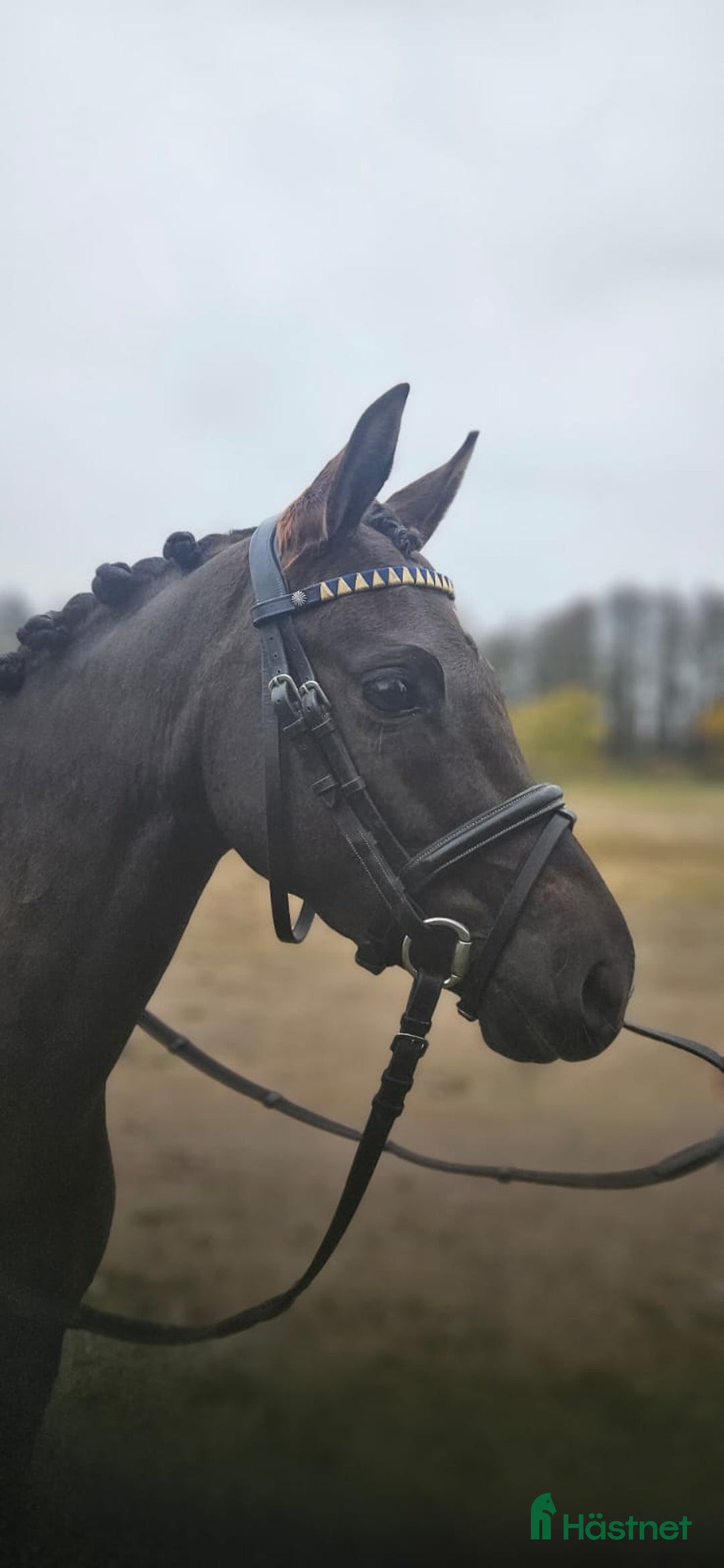 Dressyr hästar till salu: Ljuvligt sto  i Hjärnarp - Annons 1