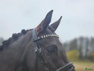 hästar Ljuvligt sto - Annons 5