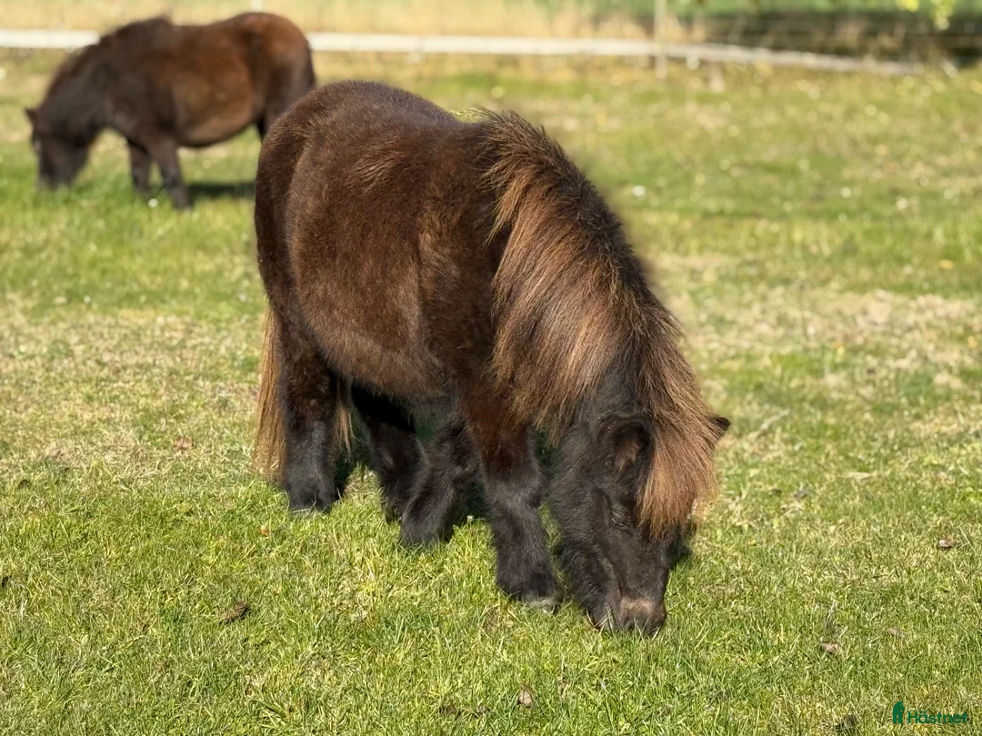 Sällskap hästar till salu: Shetlandsponny Ston i Nyköping - Annons 3