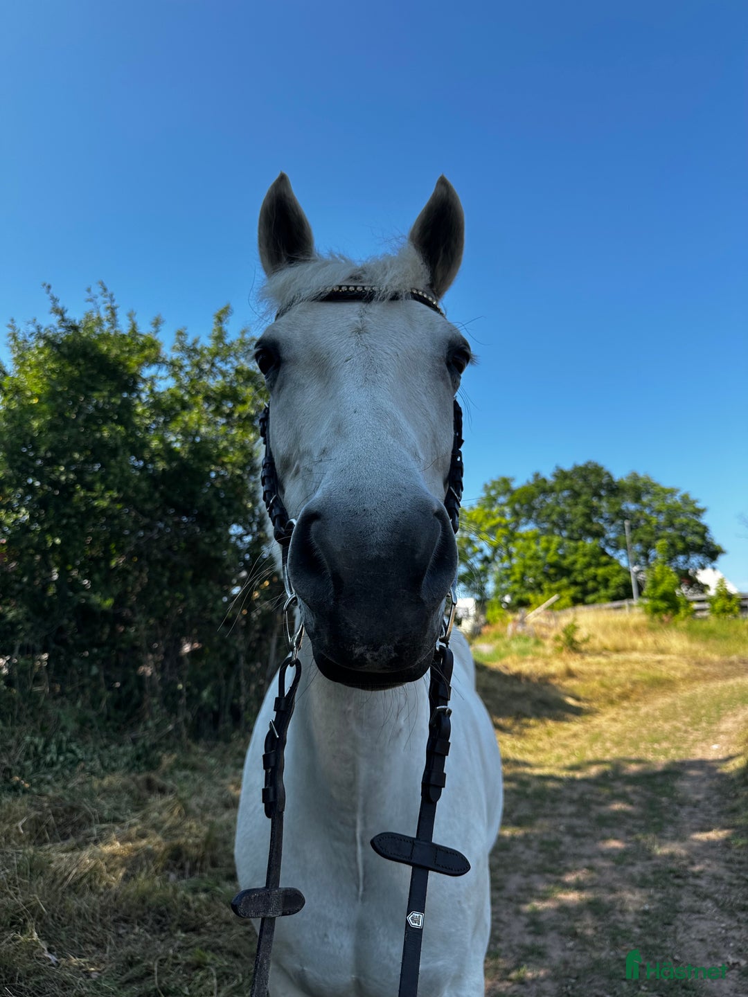 Hoppning hästar till salu: Bombsäker höjdhoppare! i Kalmar - Annons 3
