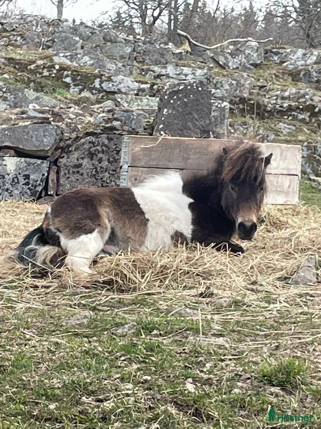 Övrigt hästar till salu: Lilleman söker nytt hem - Annons 2
