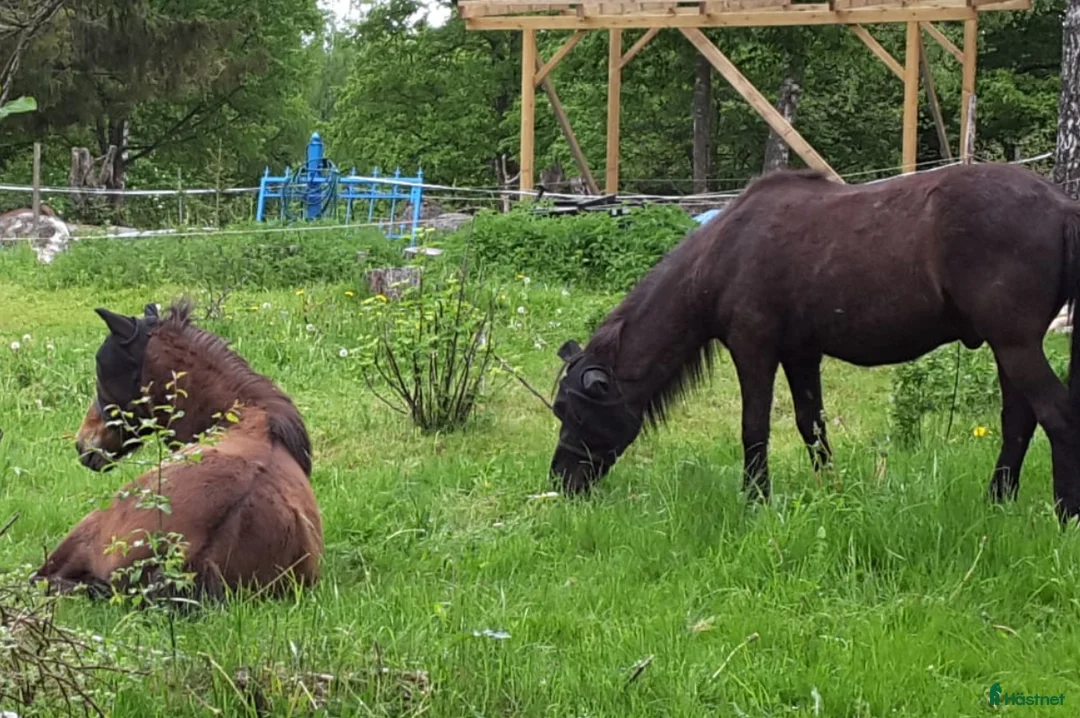 Island hästar till salu: Island valacker söker nytt hem i Svängsta - Annons 5