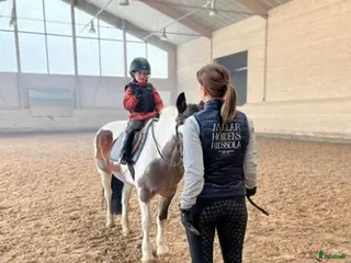 hästjobb finnes: Ridlärare - Annons 2